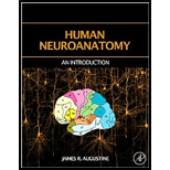 Human Neuroanatomy: An Introduction (Hardback)
