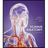 Human Anatomy - Package