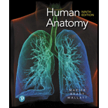 Human Anatomy - Text Only