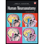 Human Neuroanatomy