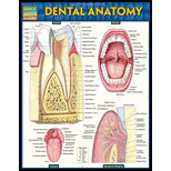 Dental Anatomy