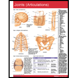 Joints (Articulations) Chart Size: 1 Panel