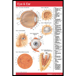 Eye and Ear Chart Size : 1 Panel