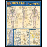 Skeletal System: Quick Reference Chart