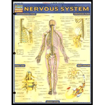 Nervous System: Quick Study Chart