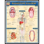Digestive System Quick Reference Chart