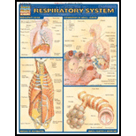 Respiratory System: Quick Study Card