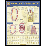 Dental Anatomy: Quick Study Chart