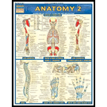 Anatomy 2: Deep and Posterior Quick Study