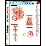 Reproductive System SparkChart
