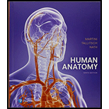 Human Anatomy