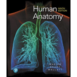 Human Anatomy