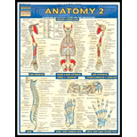 Anatomy 2: Deep And Posterior