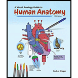 Visual Analogy Guide to Human Anatomy (Looseleaf)